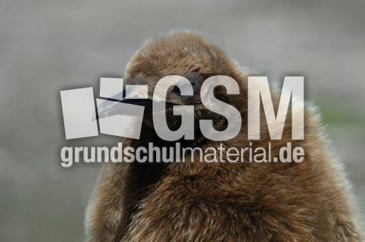 Königspinguin (46 von 84).jpg